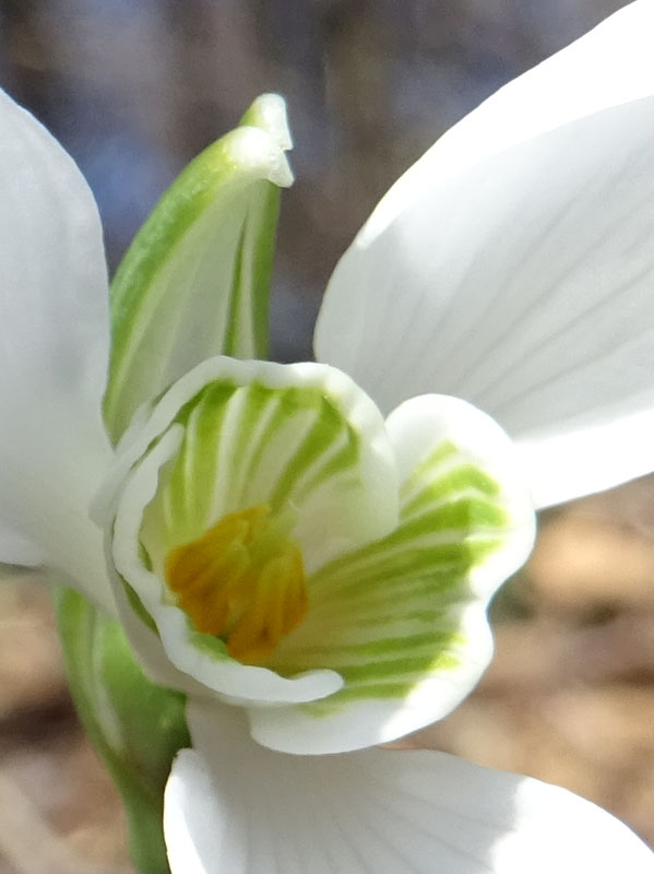 Galanthus nivalis - Amaryllidaceae (Alliaceae)